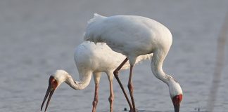Cina: lago Poyang meta dello svernamento degli uccelli migratori (3)