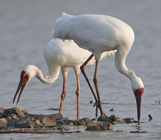 Cina: lago Poyang meta dello svernamento degli uccelli migratori (3)