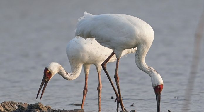 Cina: lago Poyang meta dello svernamento degli uccelli migratori (3)