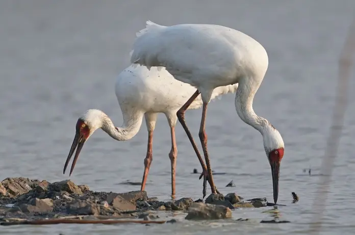 CHINA-JIANGXI-NANCHANG-MIGRATORY BIRDS (CN)
