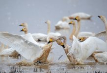 Cina: sul lago Donggu attuati progetti di protezione e ripristino ecologico (2)