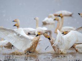 Cina: sul lago Donggu attuati progetti di protezione e ripristino ecologico (2)