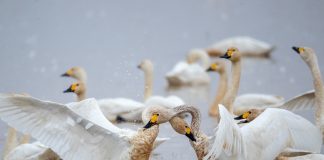 Cina: sul lago Donggu attuati progetti di protezione e ripristino ecologico (2)