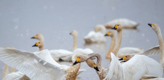 Cina: sul lago Donggu attuati progetti di protezione e ripristino ecologico (2)