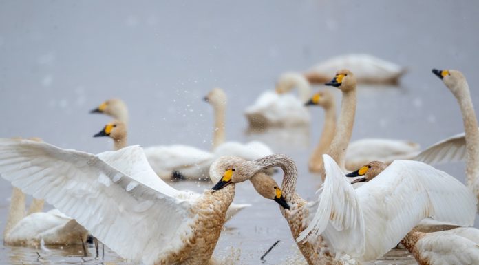 Cina: sul lago Donggu attuati progetti di protezione e ripristino ecologico (2)