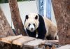 Cina: riaperta l’area dei panda giganti allo zoo di Chongqing (1)