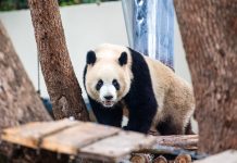 Cina: riaperta l’area dei panda giganti allo zoo di Chongqing (1)