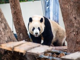 Cina: riaperta l’area dei panda giganti allo zoo di Chongqing (1)