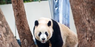 Cina: riaperta l’area dei panda giganti allo zoo di Chongqing (1)
