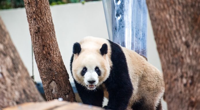 Cina: riaperta l’area dei panda giganti allo zoo di Chongqing (1)