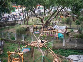 Cina: riaperta l’area dei panda giganti allo zoo di Chongqing (2)