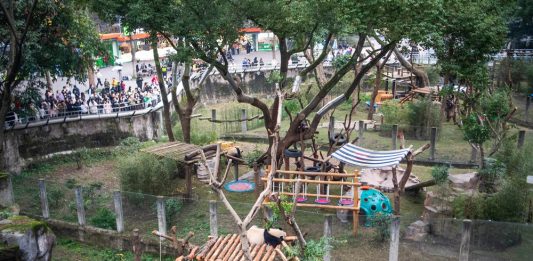 Cina: riaperta l’area dei panda giganti allo zoo di Chongqing (2)