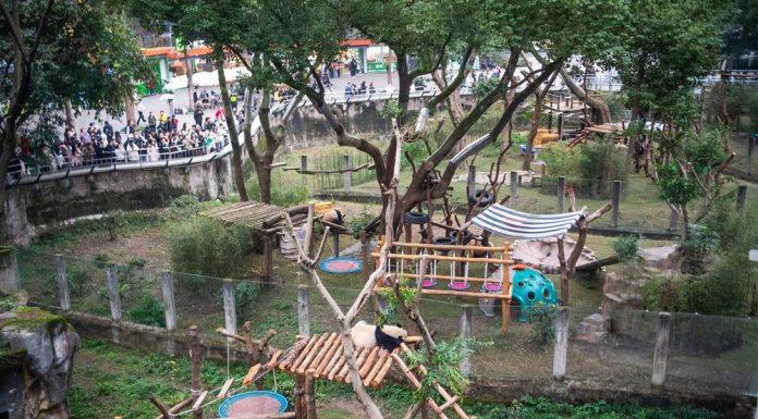 Cina: riaperta l’area dei panda giganti allo zoo di Chongqing (2)
