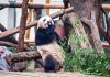 Cina: riaperta l’area dei panda giganti allo zoo di Chongqing (3)