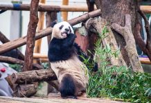 Cina: riaperta l’area dei panda giganti allo zoo di Chongqing (3)