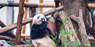Cina: riaperta l’area dei panda giganti allo zoo di Chongqing (3)
