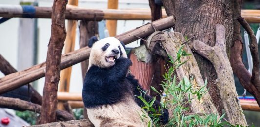 Cina: riaperta l’area dei panda giganti allo zoo di Chongqing (3)