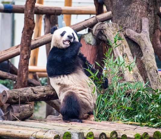 Cina: riaperta l’area dei panda giganti allo zoo di Chongqing (3)