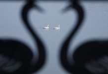 Cina: i cigni migratori svernano nella zona umida di Sanmenxia (1)