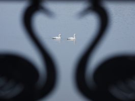 Cina: i cigni migratori svernano nella zona umida di Sanmenxia (1)