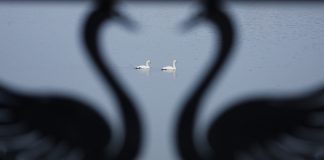 Cina: i cigni migratori svernano nella zona umida di Sanmenxia (1)