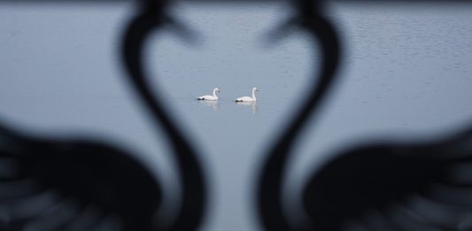 Cina: i cigni migratori svernano nella zona umida di Sanmenxia (1)