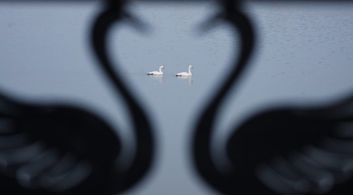 Cina: i cigni migratori svernano nella zona umida di Sanmenxia (1)