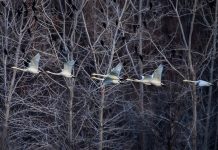 Cina: i cigni migratori svernano nella zona umida di Sanmenxia (2)