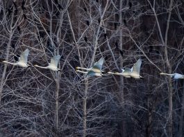 Cina: i cigni migratori svernano nella zona umida di Sanmenxia (2)