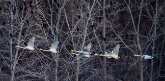 Cina: i cigni migratori svernano nella zona umida di Sanmenxia (2)