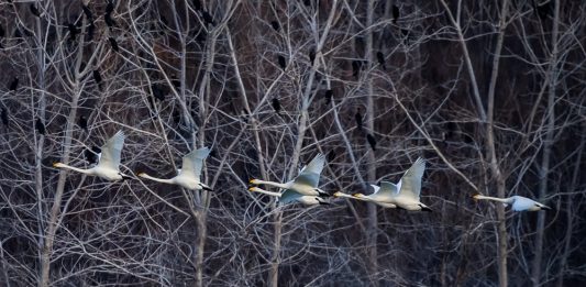Cina: i cigni migratori svernano nella zona umida di Sanmenxia (2)