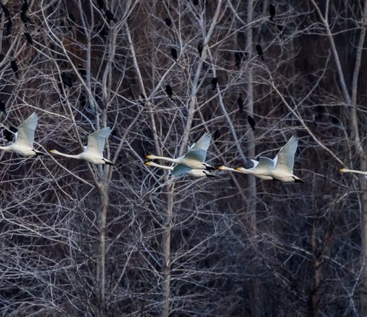 Cina: i cigni migratori svernano nella zona umida di Sanmenxia (2)