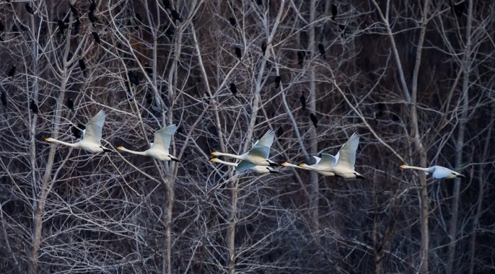 Cina: i cigni migratori svernano nella zona umida di Sanmenxia (2)
