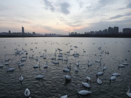Cina: i cigni migratori svernano nella zona umida di Sanmenxia (3)