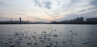 Cina: i cigni migratori svernano nella zona umida di Sanmenxia (3)