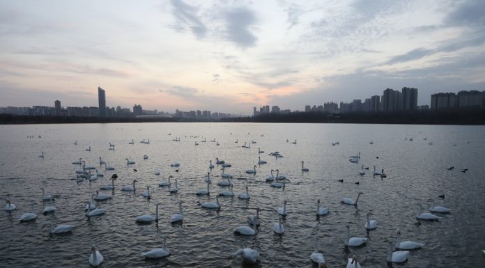 Cina: i cigni migratori svernano nella zona umida di Sanmenxia (3)