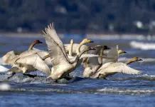Cina: cigni della tundra riposano sull’estuario del fiume Minjiang (1)