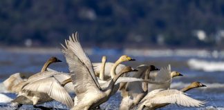 Cina: cigni della tundra riposano sull’estuario del fiume Minjiang (1)