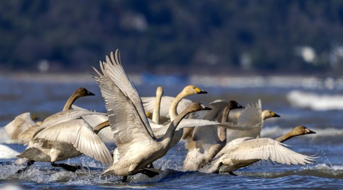 Cina: cigni della tundra riposano sull’estuario del fiume Minjiang (1)