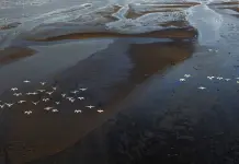 Cina: cigni della tundra riposano sull’estuario del fiume Minjiang (2)