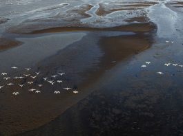 Cina: cigni della tundra riposano sull’estuario del fiume Minjiang (2)