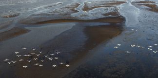 Cina: cigni della tundra riposano sull’estuario del fiume Minjiang (2)