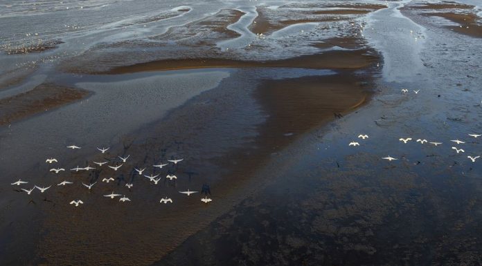 Cina: cigni della tundra riposano sull’estuario del fiume Minjiang (2)