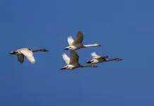Cina: cigni della tundra riposano sull’estuario del fiume Minjiang (3)