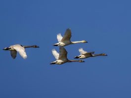 Cina: cigni della tundra riposano sull’estuario del fiume Minjiang (3)