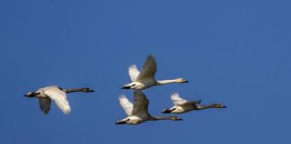 Cina: cigni della tundra riposano sull’estuario del fiume Minjiang (3)