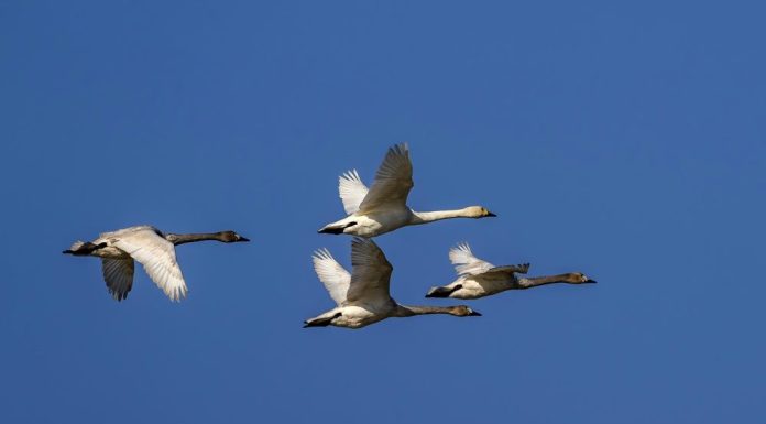 Cina: cigni della tundra riposano sull’estuario del fiume Minjiang (3)