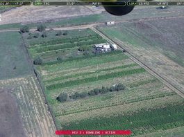 Ad Assemini sequestro record di marijuana e derivati