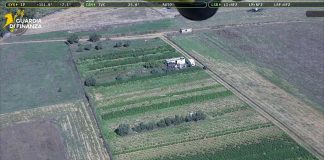 Ad Assemini sequestro record di marijuana e derivati