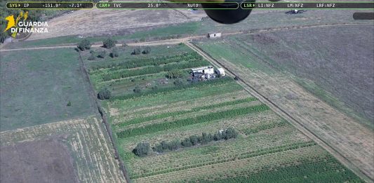 Ad Assemini sequestro record di marijuana e derivati